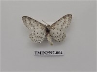 藏品(尺蛾110)的圖片